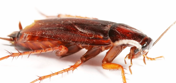 蟑螂有什么危害,蟑螂的克星是什么东西图3