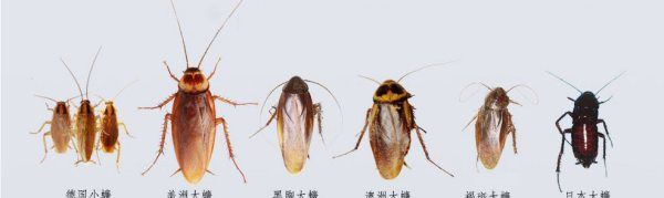 蟑螂有什么危害,蟑螂的克星是什么东西图4