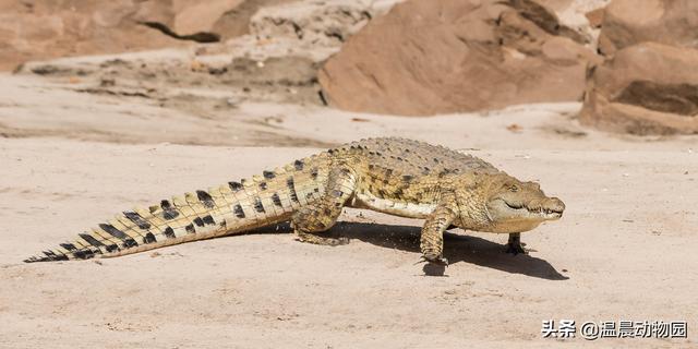 关于鳄鱼的知识科普（鳄鱼只能是凶残的杀手）(4)