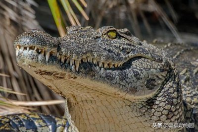 ​关于鳄鱼的知识科普（鳄鱼只能是凶残的杀手）