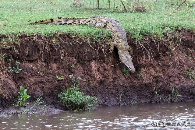 关于鳄鱼的知识科普（鳄鱼只能是凶残的杀手）(3)
