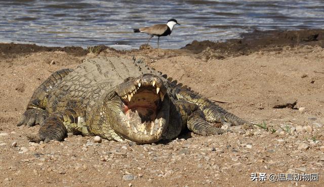 关于鳄鱼的知识科普（鳄鱼只能是凶残的杀手）(5)