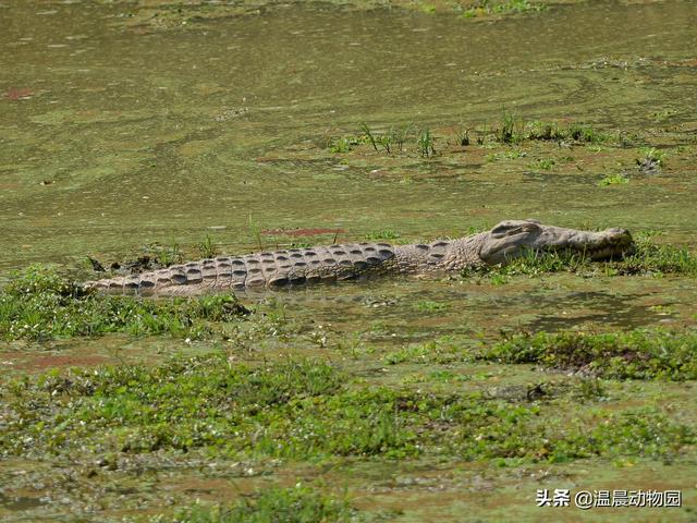 关于鳄鱼的知识科普（鳄鱼只能是凶残的杀手）(6)