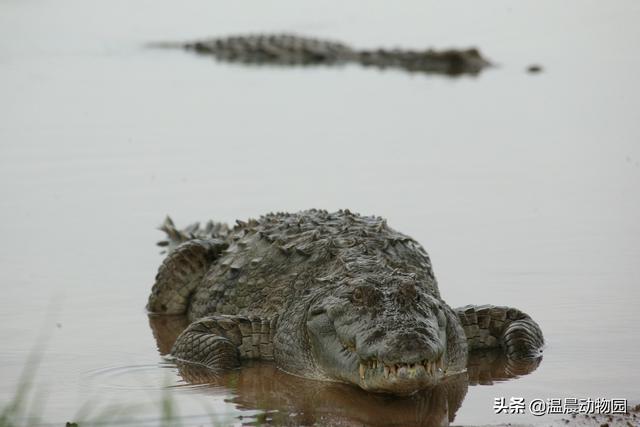 关于鳄鱼的知识科普（鳄鱼只能是凶残的杀手）(2)