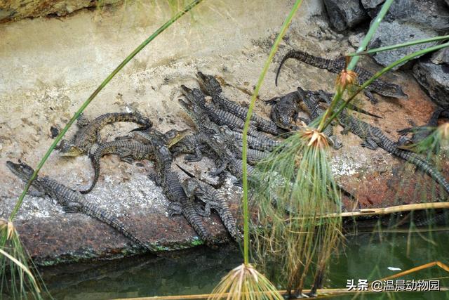关于鳄鱼的知识科普（鳄鱼只能是凶残的杀手）(8)
