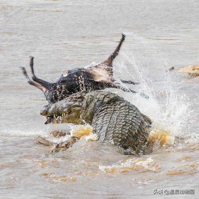 关于鳄鱼的知识科普（鳄鱼只能是凶残的杀手）(7)