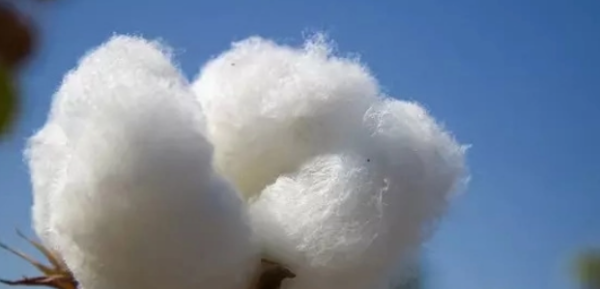 海岛棉是什么面料图片,180支长绒棉是什么面料图2