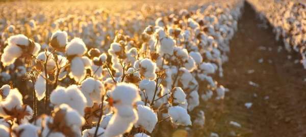 海岛棉是什么面料图片,180支长绒棉是什么面料图3