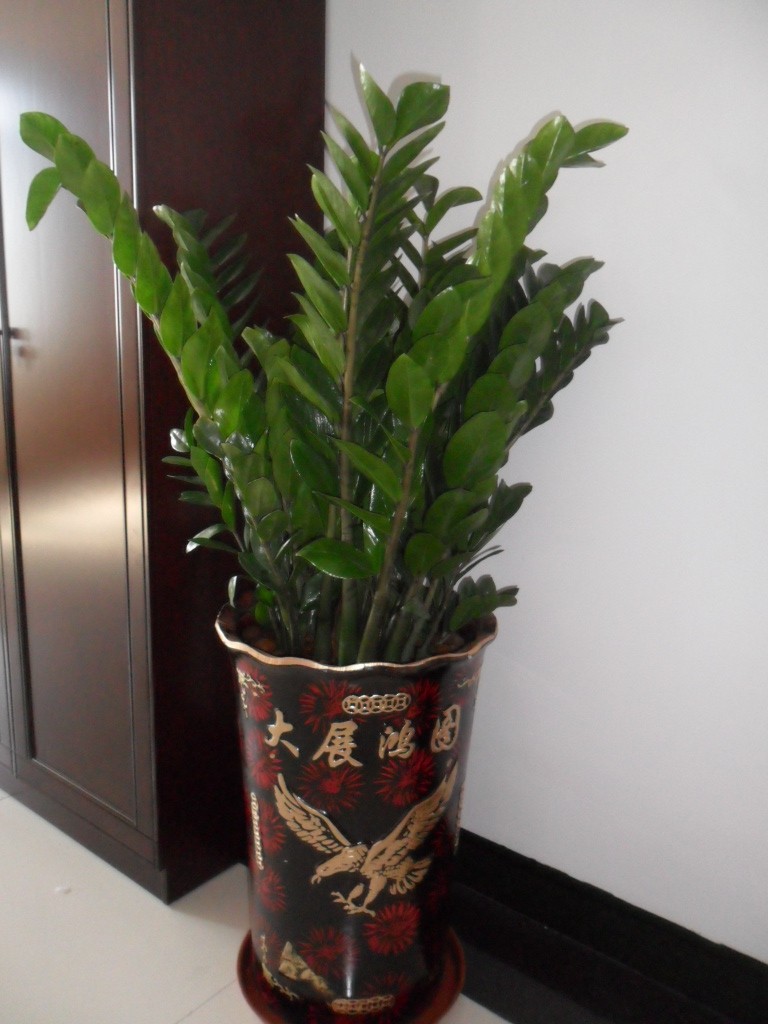 绿宝树的寓意是什么（客厅里要养4种树寓意好）