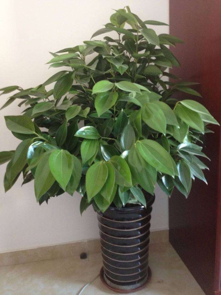 绿宝树的寓意是什么（客厅里要养4种树寓意好）