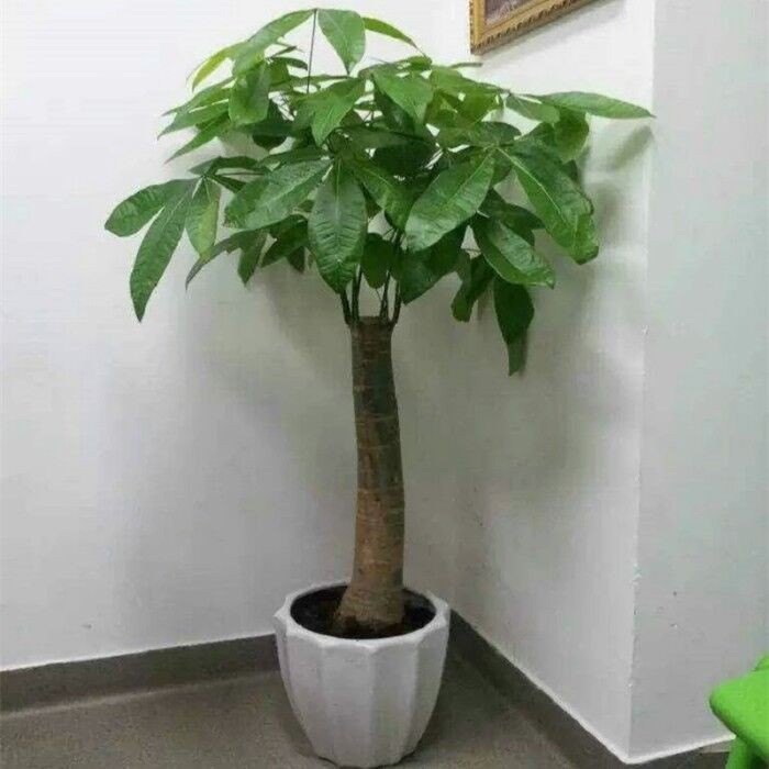 绿宝树的寓意是什么（客厅里要养4种树寓意好）