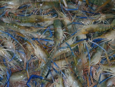 ​基围虾好吃还是罗氏虾好吃（看完两者区别后别买错）