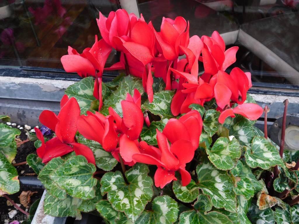 SeaofShoes 为什么复数形式加在shoe上而不是sea