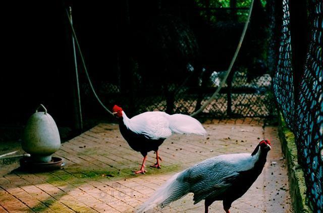 广东又一“空城”,曾比深圳还“繁华”