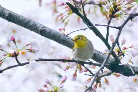 你眼中的春天是什么样子的?