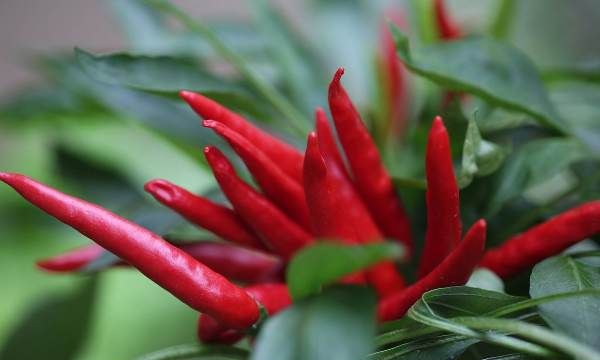 辣椒发源地是哪儿,辣椒的起源地在哪里图4