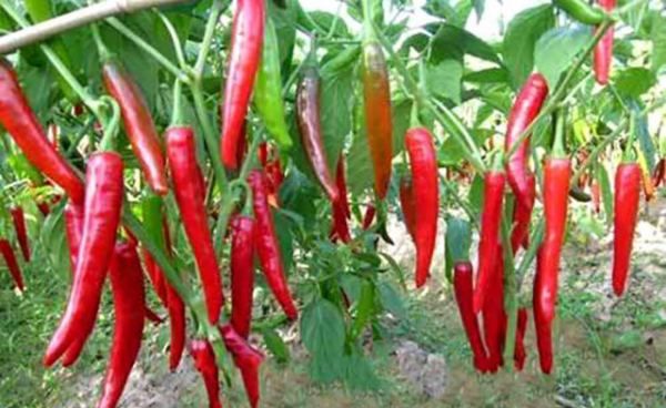 辣椒发源地是哪儿,辣椒的起源地在哪里图9