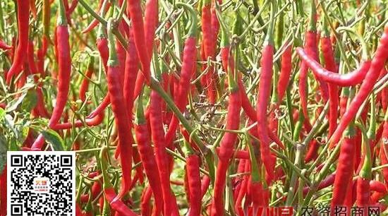 辣椒原产国是哪里