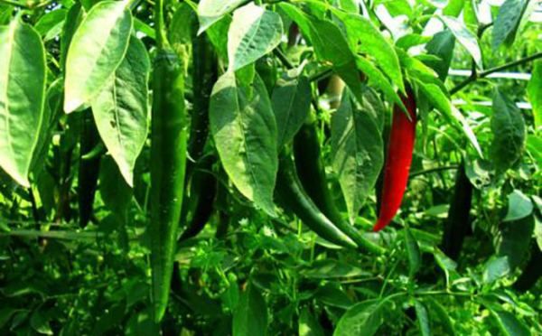 辣椒发源地是哪儿,辣椒的起源地在哪里图10