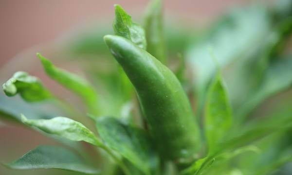 辣椒发源地是哪儿,辣椒的起源地在哪里图1