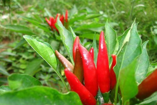 辣椒的发源地在哪个国家