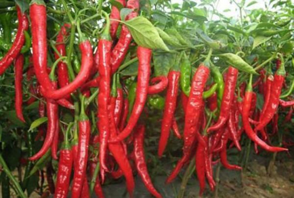 辣椒发源地是哪儿,辣椒的起源地在哪里图11