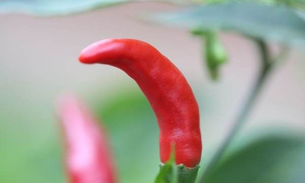 辣椒发源地是哪儿,辣椒的起源地在哪里图2