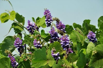 ​“千杯不醉花葛藤花”，啥是葛藤花，它真的能吃吗？认识一下