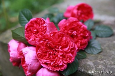 ​唤作「蔻丹」的月季，应该有怎样的风情？