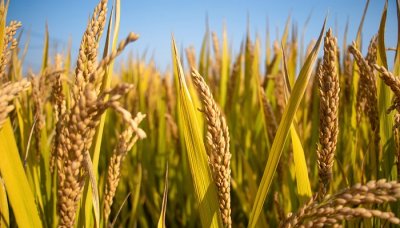 ​芒种的来历和风俗