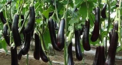 ​西红柿在结果的时候可以去掉叶子吗