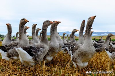​大美鹅老李分享，郎德鹅有什么特点？养朗德鹅赚钱吗？