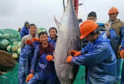 ​世界上最贵的鱼排名图片（全球最贵的鱼类排行榜）