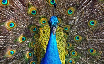 ​性服务中孔雀开屏是什么意思（孔雀为什么开屏）