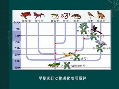 ​生物进化的发展及各阶段特点（生物进化知识梳理）
