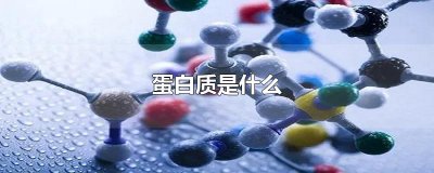 ​蛋白质是什么