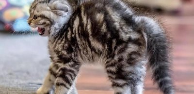 ​猫有六个特征尽量不要养（养猫后悔了但又舍不得）