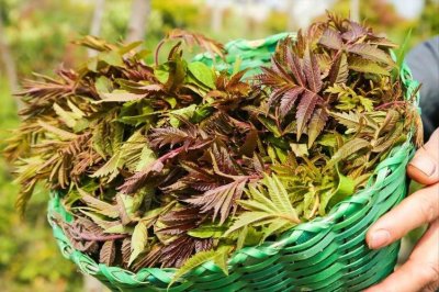 ​香椿芽长期储存的方法（香椿芽怎样保鲜存放时间长）