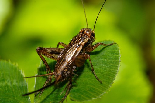 striped-ground-cricket-7373917__340.jpg