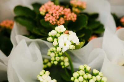 ​长寿花的花语及含义