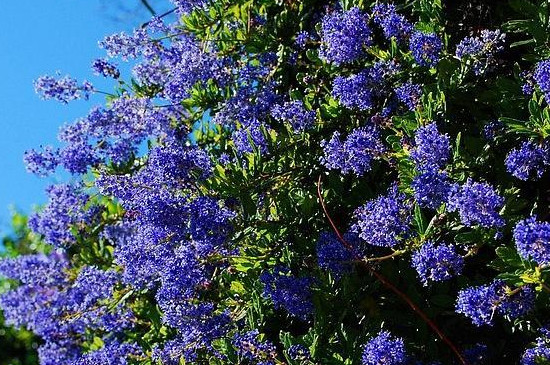 美洲茶的养殖方法和注意事项(图3)