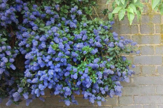 美洲茶的养殖方法和注意事项(图2)