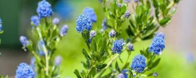 ​美洲茶的养殖方法和注意事项