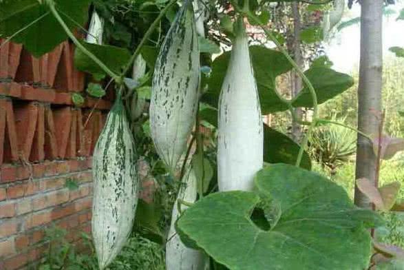 远看非常像老鼠的“变色瓜”，颜色好几种，不仅可观赏还可食用！