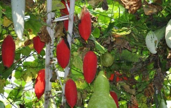 远看非常像老鼠的“变色瓜”，颜色好几种，不仅可观赏还可食用！