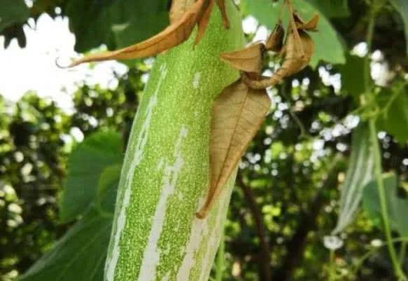 远看非常像老鼠的“变色瓜”，颜色好几种，不仅可观赏还可食用！