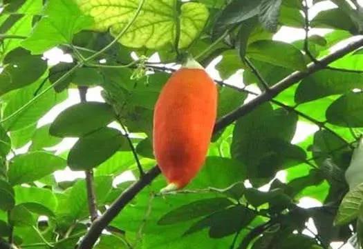 远看非常像老鼠的“变色瓜”，颜色好几种，不仅可观赏还可食用！