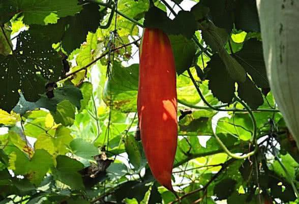 远看非常像老鼠的“变色瓜”，颜色好几种，不仅可观赏还可食用！