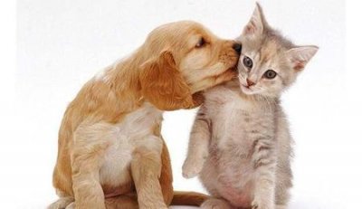 ​成年狗和幼猫能一起养吗(成年猫和幼猫一起饲养)