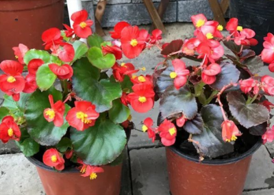 ​新买的四季海棠怎么养护 繁殖方法是什么